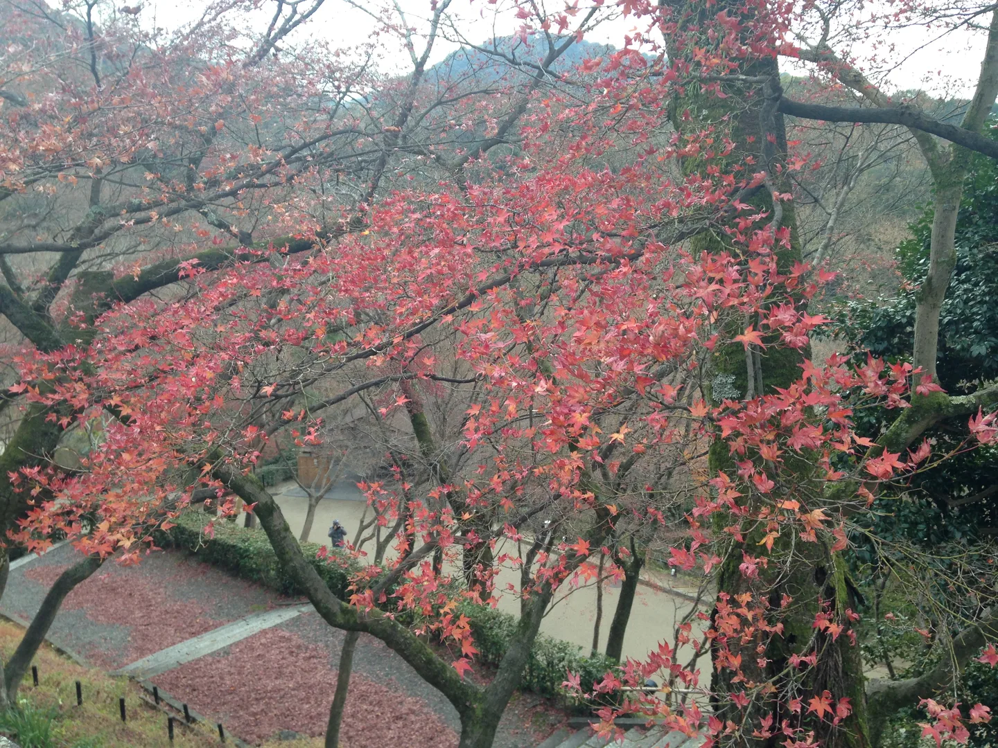 Peak autumn colour at Kiyomizu-dera, Kyoto — Photo: そらみみ (CC BY-SA 3.0)